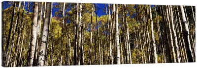 Aspen trees in autumn, Colorado, USA #2 Canvas Art Print - Forest Art