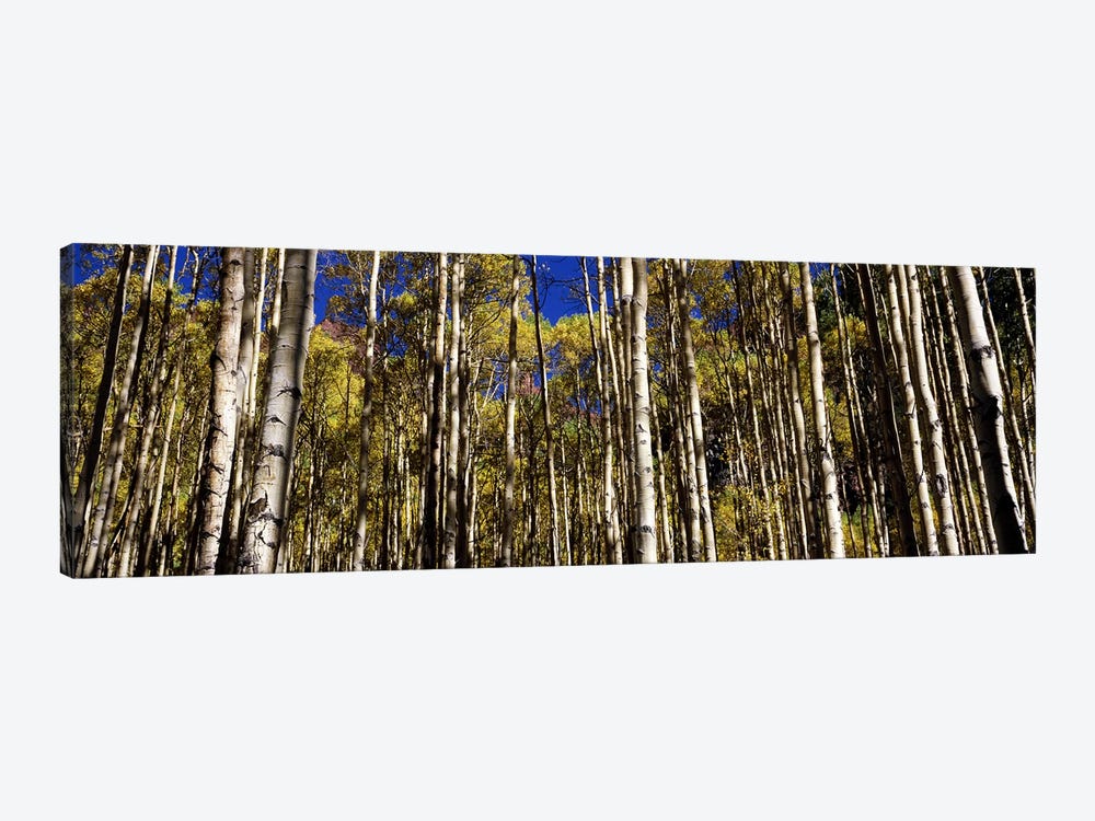 Aspen trees in autumn, Colorado, USA #2 by Panoramic Images 1-piece Canvas Art