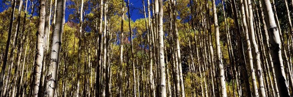 Aspen Trees In Autumn Colorado USA Ver. II