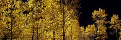 Aspen Trees In Autumn Colorado USA 3 Art Print ICanvas   PIM7462