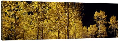 Aspen trees in autumn, Colorado, USA #3 Canvas Art Print - Colorado Art