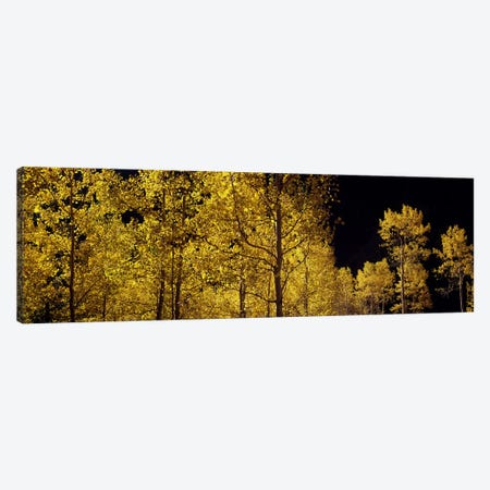Aspen trees in autumn, Colorado, USA #3 Canvas Print #PIM7462} by Panoramic Images Canvas Print