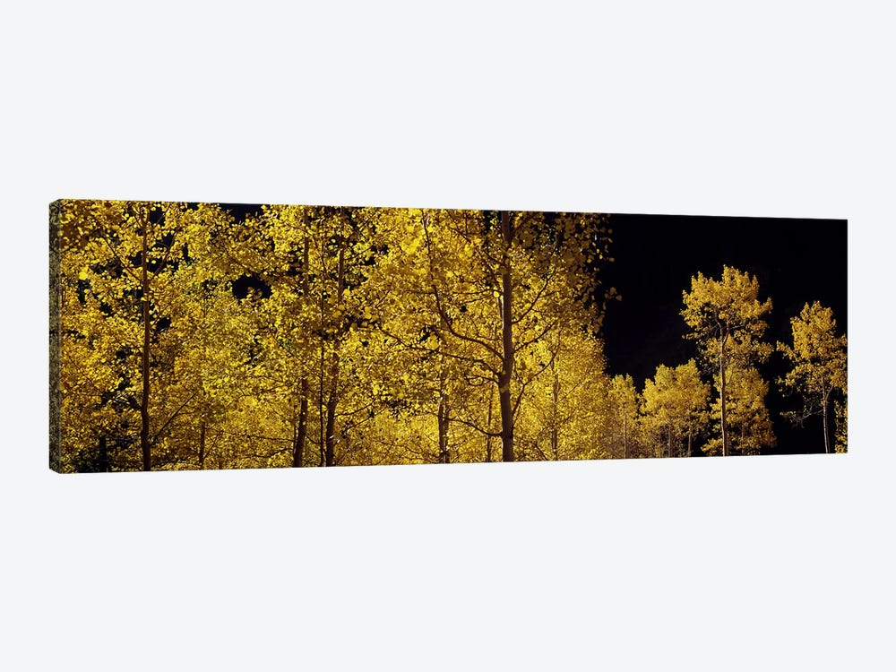 Aspen trees in autumn, Colorado, USA #3 by Panoramic Images 1-piece Art Print