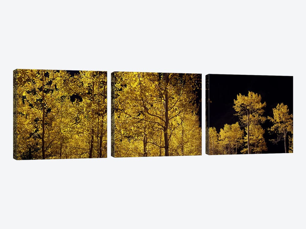 Aspen trees in autumn, Colorado, USA #3 by Panoramic Images 3-piece Canvas Art Print