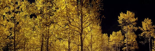 Colorado: Aspen trees in autumn, Colorado, USA #3 by Panoramic Images