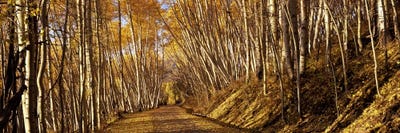 Road passing through a forest, Colorado, USA by Panoramic Images canvas print