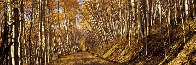 Road passing through a forest, Colorado, USA