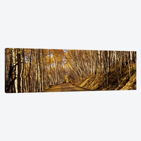 Road passing through a forest, Colorado, USA Canvas Print #PIM7463} by Panoramic Images Canvas Print