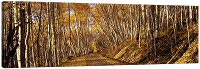 Road passing through a forest, Colorado, USA Canvas Art Print - Colorado Art