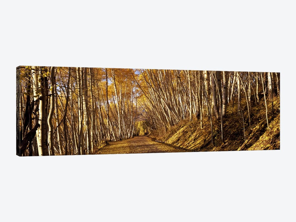 Road passing through a forest, Colorado, USA by Panoramic Images 1-piece Canvas Art
