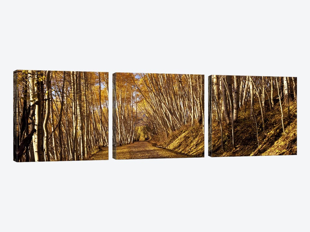 Road passing through a forest, Colorado, USA by Panoramic Images 3-piece Canvas Artwork
