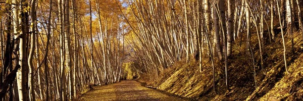 Colorado: Road passing through a forest, Colorado, USA by Panoramic Images
