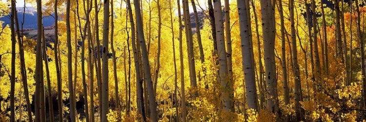 Aspen trees in autumn, Colorado, USA