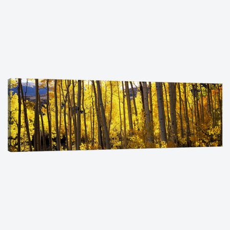 Aspen trees in autumn, Colorado, USA Canvas Print #PIM7464} by Panoramic Images Canvas Artwork