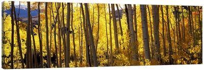 Aspen trees in autumn, Colorado, USA Canvas Art Print - Forest Art