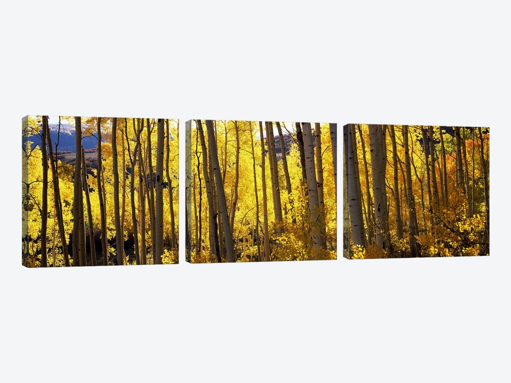 Aspen trees in autumn, Colorado, USA by Panoramic Images 3-piece Canvas Art Print