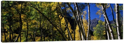 Aspen trees with mountains in the background, Maroon Bells, Aspen, Pitkin County, Colorado, USA Canvas Art Print - Aspen Tree Art