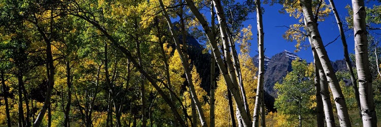 Aspen trees with mountains in the background, Maroon Bells, Aspen, Pitkin County, Colorado, USA