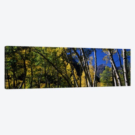 Aspen trees with mountains in the background, Maroon Bells, Aspen, Pitkin County, Colorado, USA Canvas Print #PIM7467} by Panoramic Images Canvas Wall Art