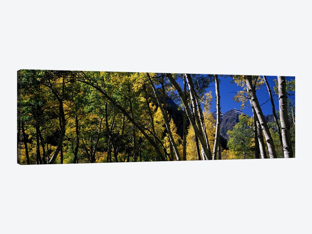 Aspen trees with mountains in the background, Maroon Bells, Aspen, Pitkin County, Colorado, USA by Panoramic Images 1-piece Canvas Wall Art