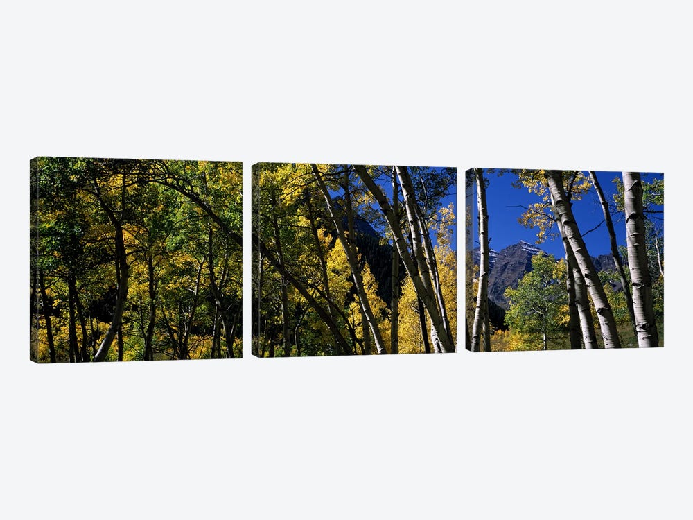 Aspen trees with mountains in the background, Maroon Bells, Aspen, Pitkin County, Colorado, USA by Panoramic Images 3-piece Canvas Wall Art