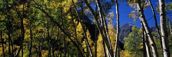Aspen trees with mountains in the background, Maroon Bells, Aspen, Pitkin County, Colorado, USA