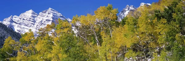 Colorado: Forest with snowcapped mountains in the background, Maroon Bells, Aspen, Pitkin County, Colorado, USA by Panoramic Images