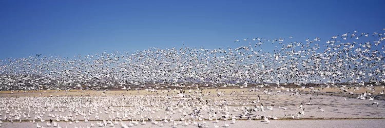 Flock of Snow geese flying, Bosque del Apache National Wildlife Reserve, Socorro County, New Mexico, USA