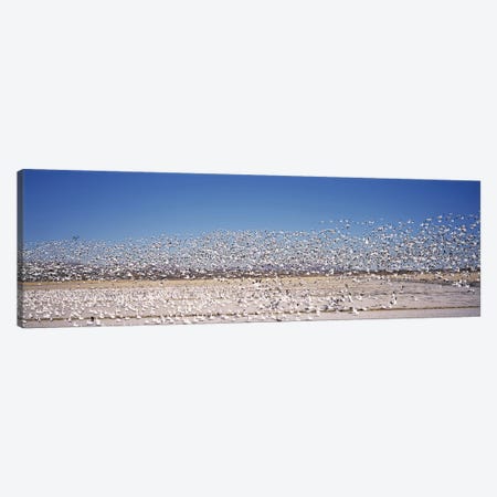 Flock of Snow geese flying, Bosque del Apache National Wildlife Reserve, Socorro County, New Mexico, USA Canvas Print #PIM7487} by Panoramic Images Canvas Artwork