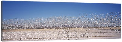Flock of Snow geese flying, Bosque del Apache National Wildlife Reserve, Socorro County, New Mexico, USA Canvas Art Print - Goose Art