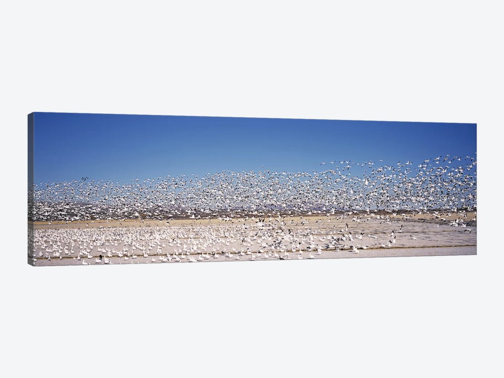 Flock of Snow geese flying, Bosque del Apache National Wildlife Reserve, Socorro County, New Mexico, USA by Panoramic Images 1-piece Canvas Artwork
