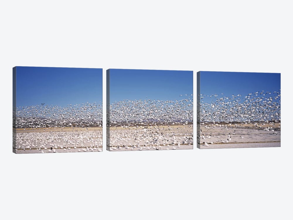 Flock of Snow geese flying, Bosque del Apache National Wildlife Reserve, Socorro County, New Mexico, USA by Panoramic Images 3-piece Canvas Wall Art
