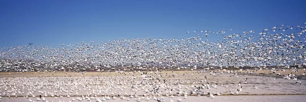 New Mexico: Flock of Snow geese flying, Bosque del Apache National Wildlife Reserve, Socorro County, New Mexico, USA by Panoramic Images