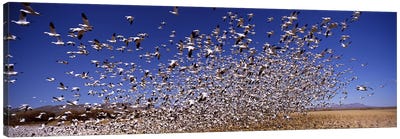 Flock of Snow geese flying, Bosque del Apache National Wildlife Reserve, Socorro County, New Mexico, USA #2 Canvas Art Print - New Mexico Art