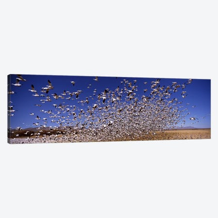 Flock of Snow geese flying, Bosque del Apache National Wildlife Reserve, Socorro County, New Mexico, USA #2 Canvas Print #PIM7488} by Panoramic Images Canvas Art Print