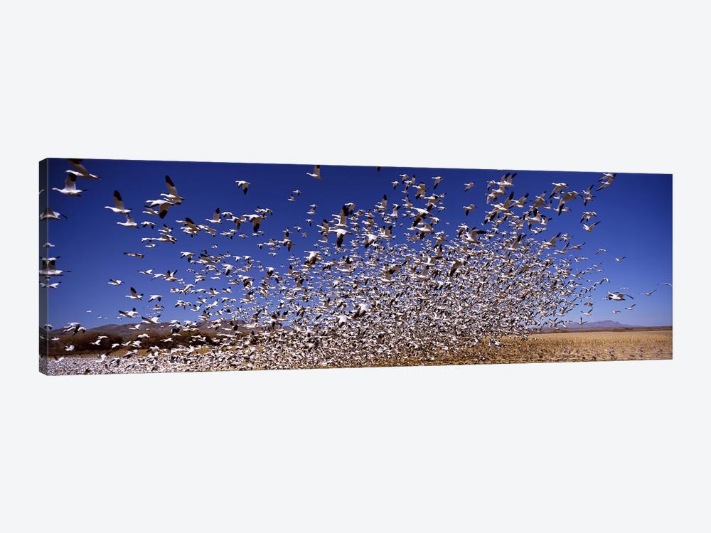 Flock of Snow geese flying, Bosque del Apache National Wildlife Reserve, Socorro County, New Mexico, USA #2 by Panoramic Images 1-piece Canvas Art Print