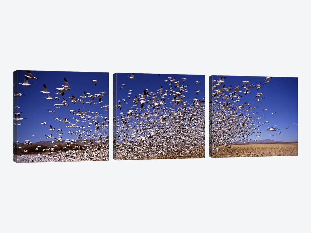 Flock of Snow geese flying, Bosque del Apache National Wildlife Reserve, Socorro County, New Mexico, USA #2 by Panoramic Images 3-piece Art Print