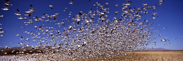 Socorro: Flock of Snow geese flying, Bosque del Apache National Wildlife Reserve, Socorro County, New Mexico, USA #2 by Panoramic Images