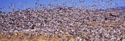 Flock of Snow Geese Flying III, Bosque del Apache National Wildlife Reserve, Socorro County, New Mexico, USA by Panoramic Images framed canvas print