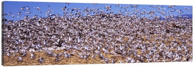 Flock of Snow geese flying, Bosque del Apache National Wildlife Reserve, Socorro County, New Mexico, USA #3 Canvas Art Print - New Mexico Art