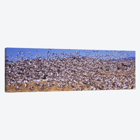 Flock of Snow geese flying, Bosque del Apache National Wildlife Reserve, Socorro County, New Mexico, USA #3 Canvas Print #PIM7489} by Panoramic Images Art Print