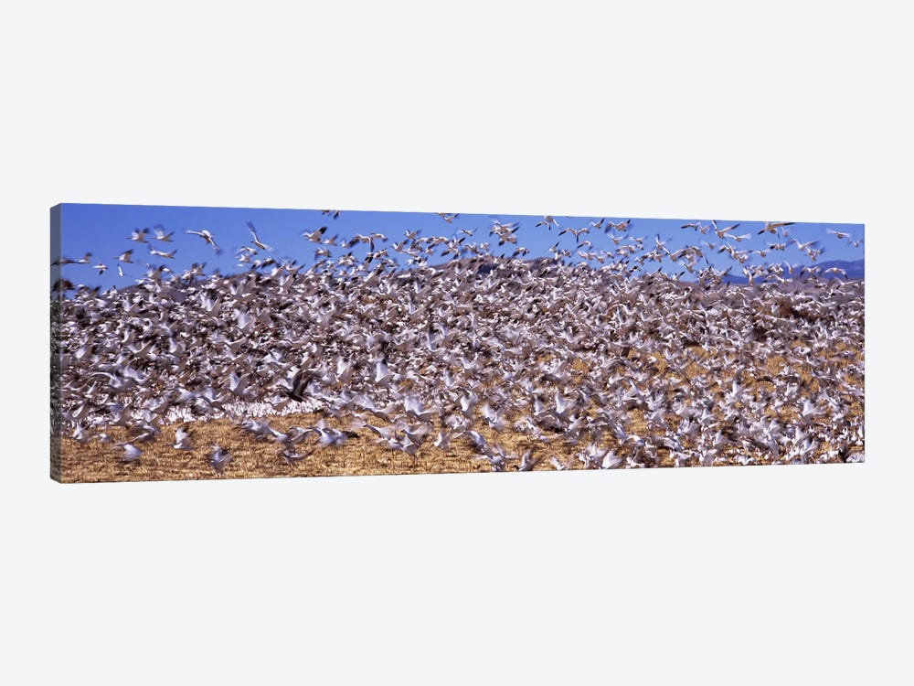 Flock of Snow geese flying, Bosque del Apache National Wildlife Reserve, Socorro County, New Mexico, USA #3 by Panoramic Images 1-piece Canvas Artwork