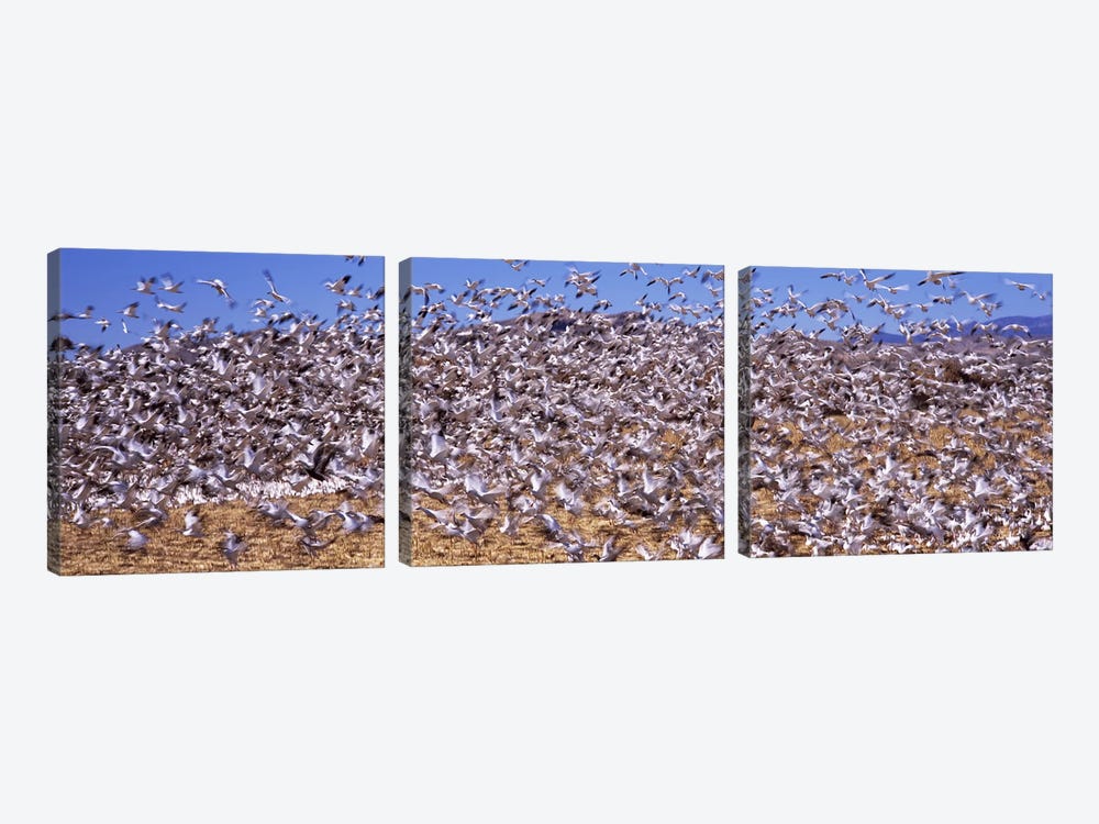 Flock of Snow geese flying, Bosque del Apache National Wildlife Reserve, Socorro County, New Mexico, USA #3 by Panoramic Images 3-piece Canvas Wall Art