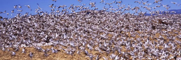 Flock of Snow Geese Flying III, Bosque del Apache National Wildlife Reserve, Socorro County, New Mexico, USA