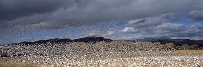 Flock of Snow Geese Flying IV, Bosque del Apache National Wildlife Reserve, Socorro County, New Mexico, USA by Panoramic Images framed canvas print