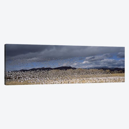 Flock of Snow geese flying, Bosque del Apache National Wildlife Reserve, Socorro County, New Mexico, USA #4 Canvas Print #PIM7490} by Panoramic Images Canvas Art