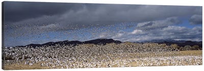 Flock of Snow geese flying, Bosque del Apache National Wildlife Reserve, Socorro County, New Mexico, USA #4 Canvas Art Print - Goose Art