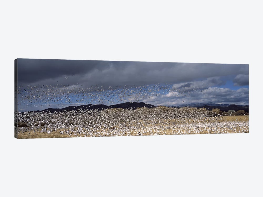 Flock of Snow geese flying, Bosque del Apache National Wildlife Reserve, Socorro County, New Mexico, USA #4 by Panoramic Images 1-piece Canvas Artwork