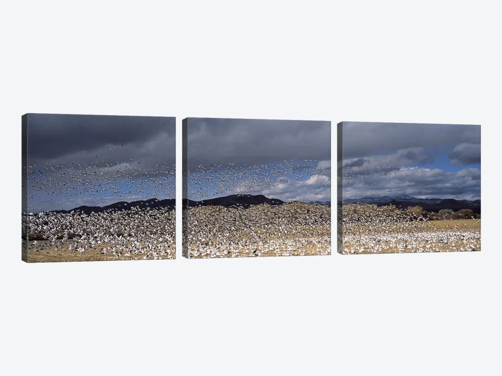 Flock of Snow geese flying, Bosque del Apache National Wildlife Reserve, Socorro County, New Mexico, USA #4 by Panoramic Images 3-piece Canvas Art