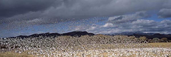 Flock of Snow Geese Flying IV, Bosque del Apache National Wildlife Reserve, Socorro County, New Mexico, USA